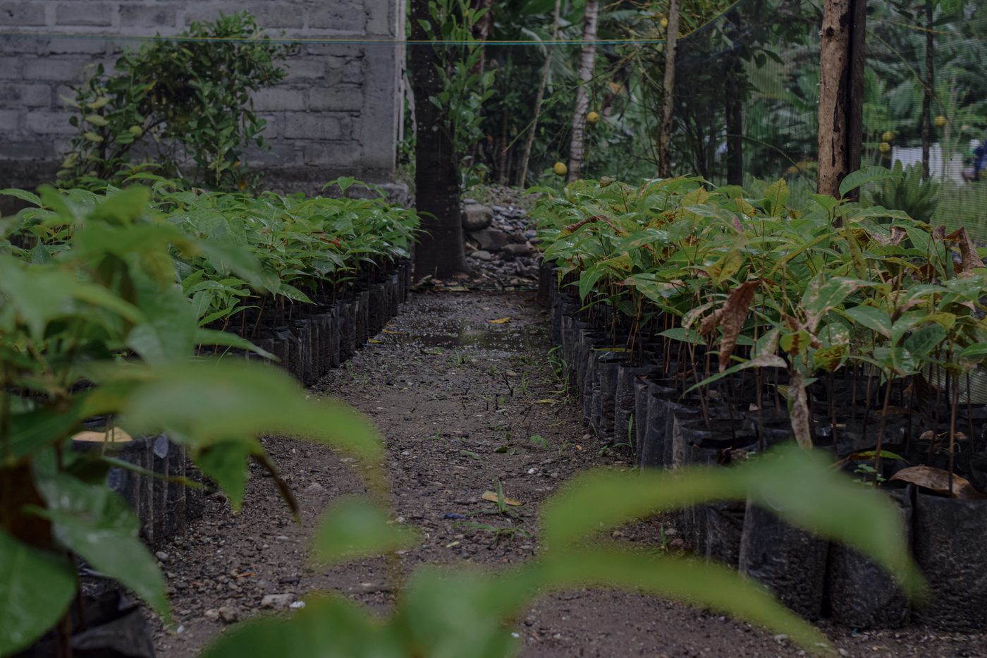 Kenari nut harvester in Indonesian rainforest