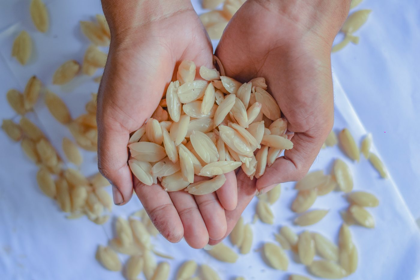 Kenari nut kernels