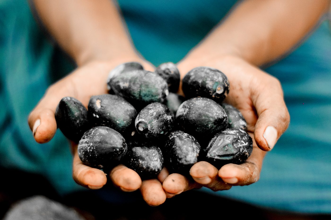 Kenari nuts